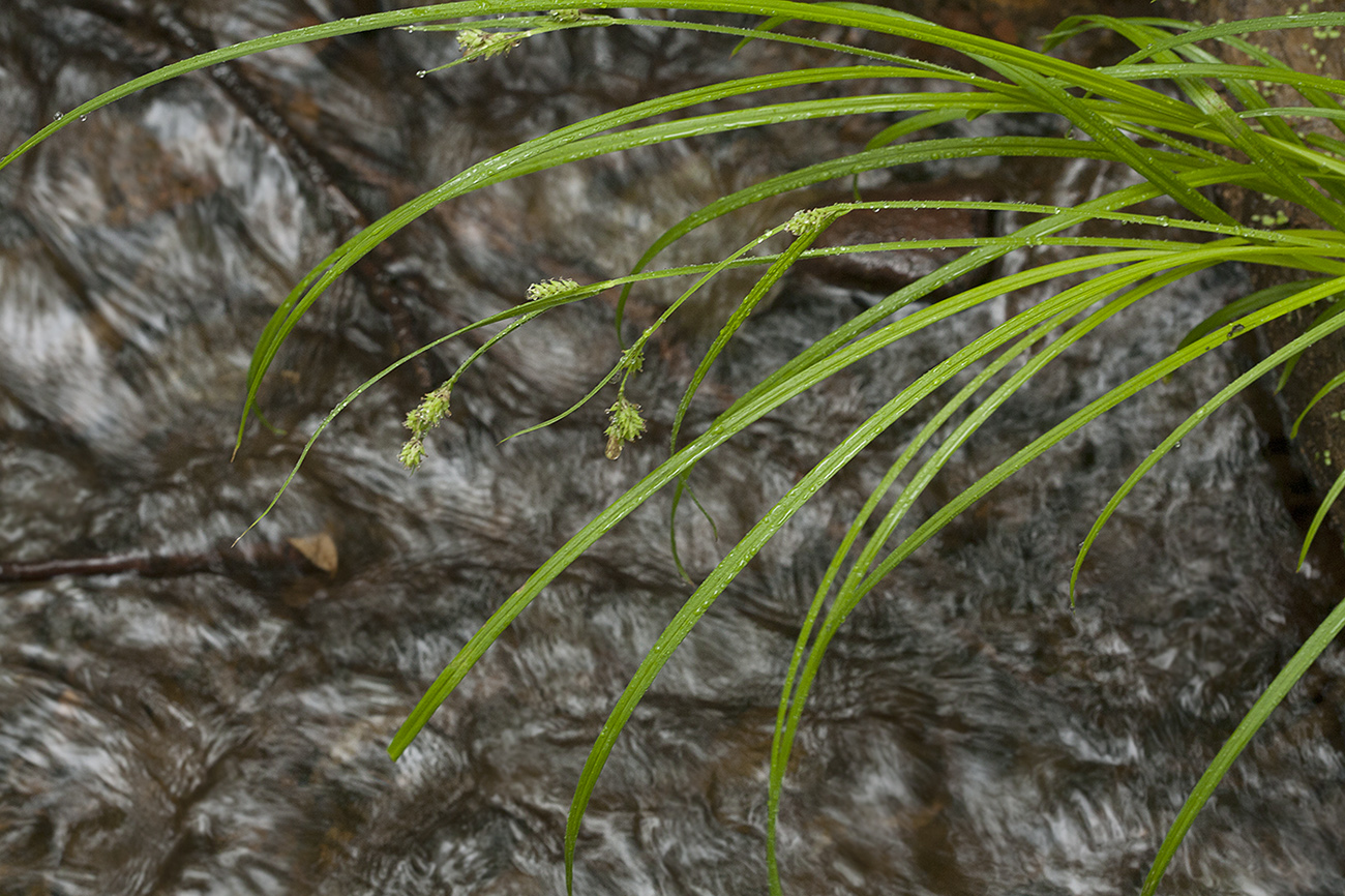 Image of Carex augustinowiczii specimen.