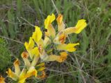 Chamaecytisus lindemannii