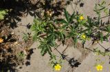 Potentilla canescens