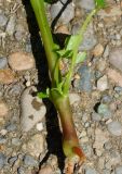 Image of taxon representative. Author is Тамара Риб