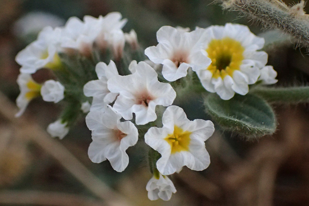 Изображение особи Heliotropium suaveolens.