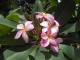 Plumeria rubra. Верхушка побега с соцветием ('Espinda'). Австралия, г. Брисбен, ботанический сад. 27.12.2017.