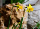 род Narcissus