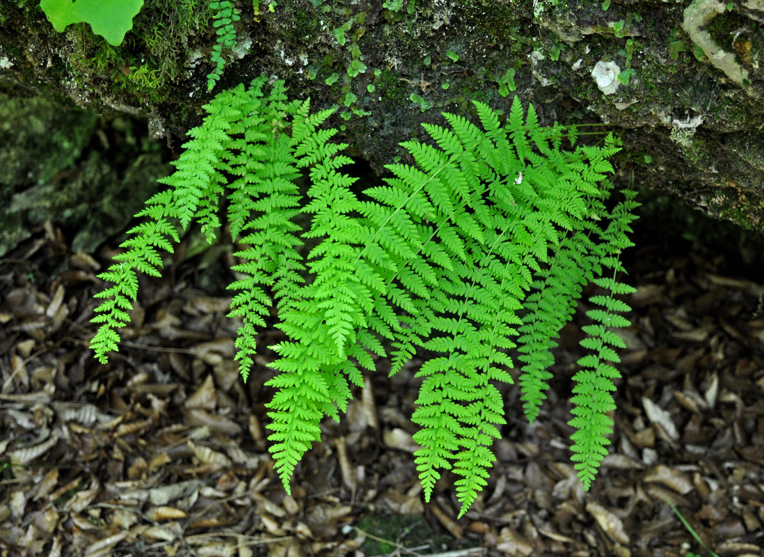 Image of Woodsia caucasica specimen.