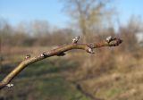 Pyrus communis. Верхушка зимующего побега порослевого деревца. Краснодарский край, Абинский р-н, ст. Холмская, у жилья. 07.02.2018.