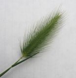 Hordeum geniculatum