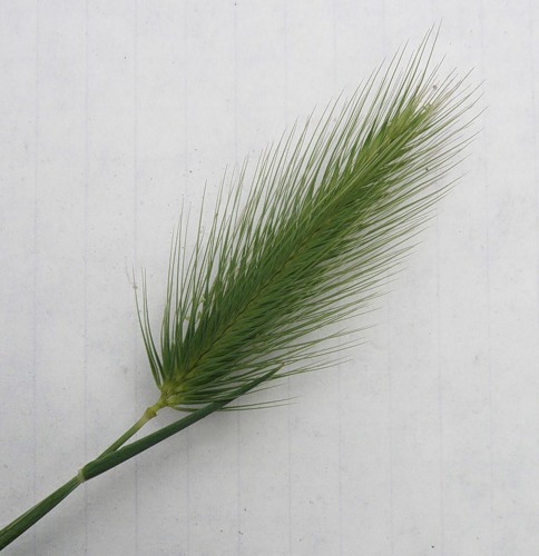 Изображение особи Hordeum geniculatum.