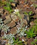 Antennaria caucasica. Цветущее растение. Абхазия, Рицинский реликтовый национальный парк, гора Чха, ≈ 2500 м н.у.м., каменистый склон. 15.07.2017.