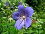 Geranium pratense. Цветок. Беларусь, Гродненская обл., Новогрудский р-н, Ладеникский сельсовет, дер. Городечно, крапивник-разнотравный на склоне холма. 19.06.2014.