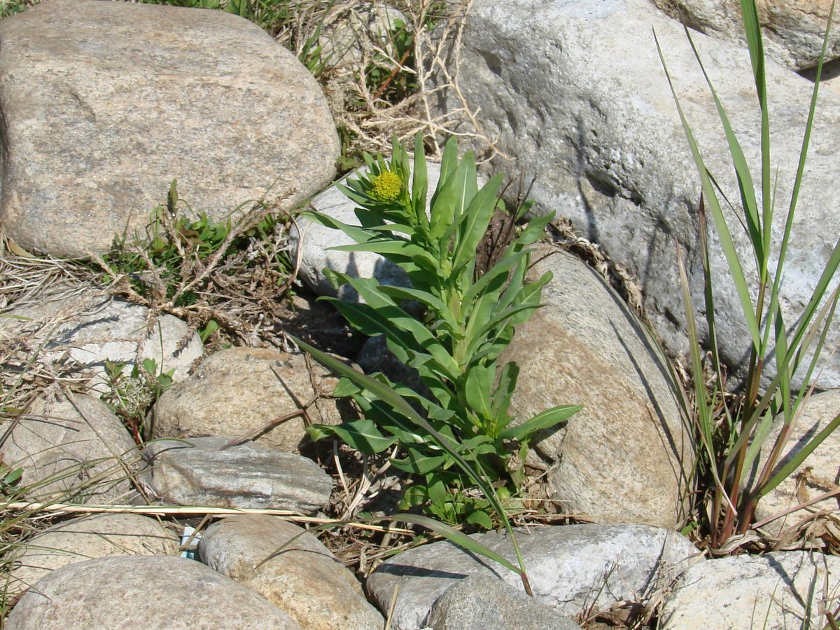 Image of Isatis oblongata specimen.