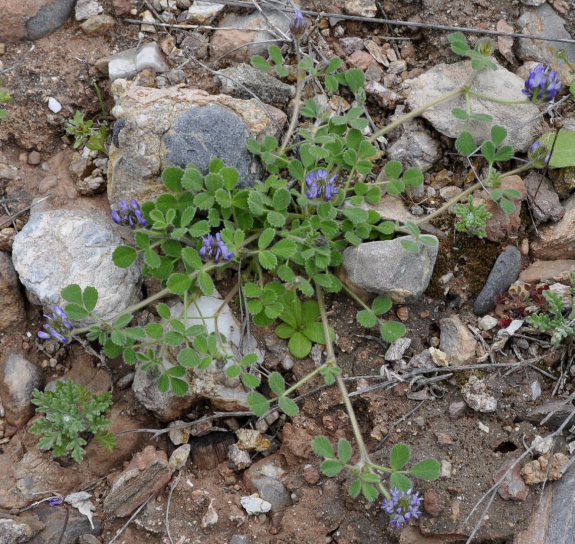 Изображение особи Trigonella rotundifolia.