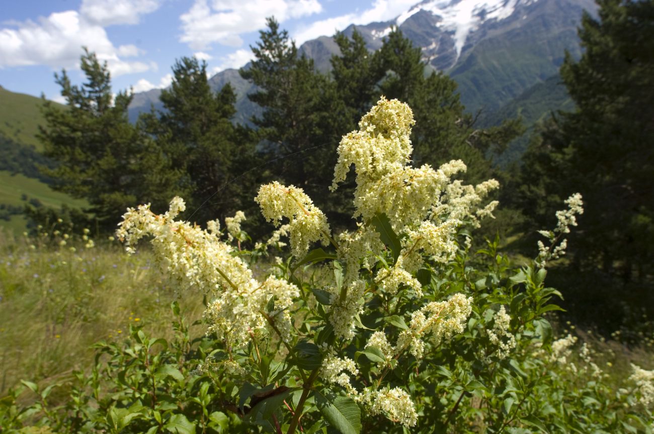 Изображение особи Aconogonon panjutinii.