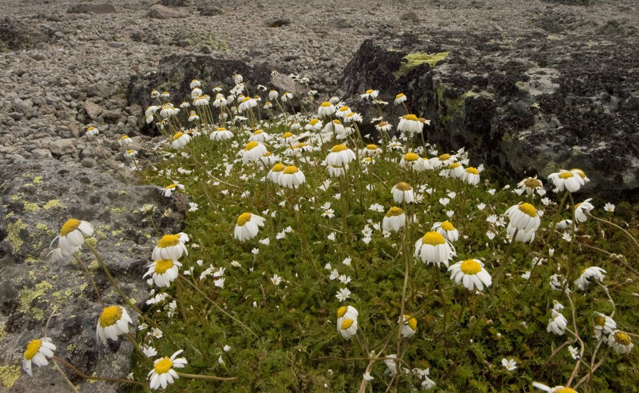 Изображение особи семейство Asteraceae.