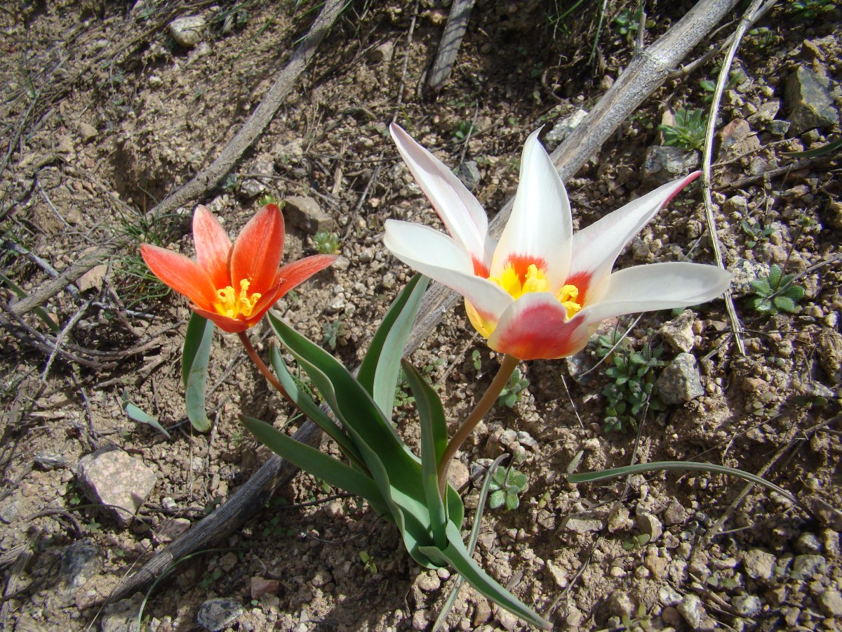 Изображение особи Tulipa kaufmanniana.