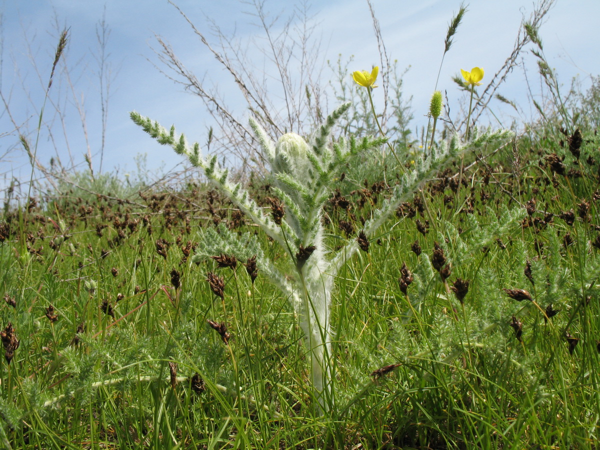 Image of Pseudohandelia umbellifera specimen.