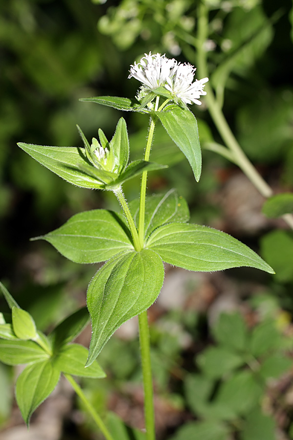 Изображение особи Asperula caucasica.