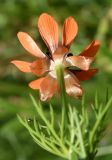 Adonis parviflora