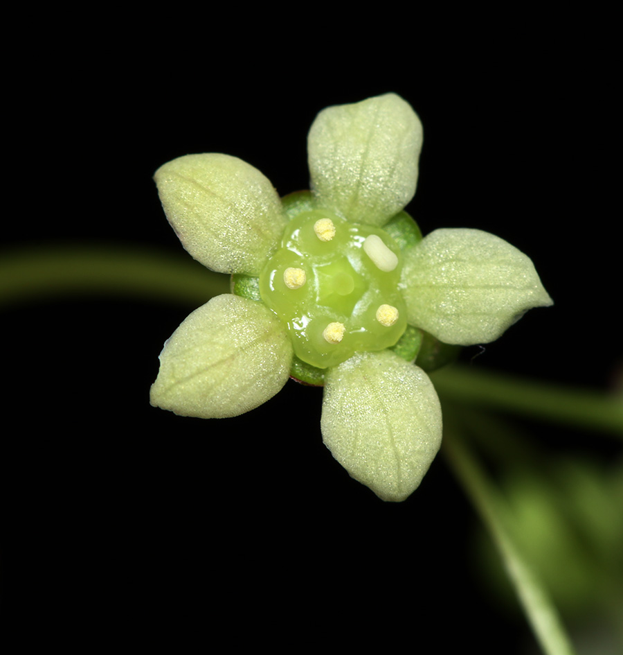 Image of Euonymus maximowiczianus specimen.