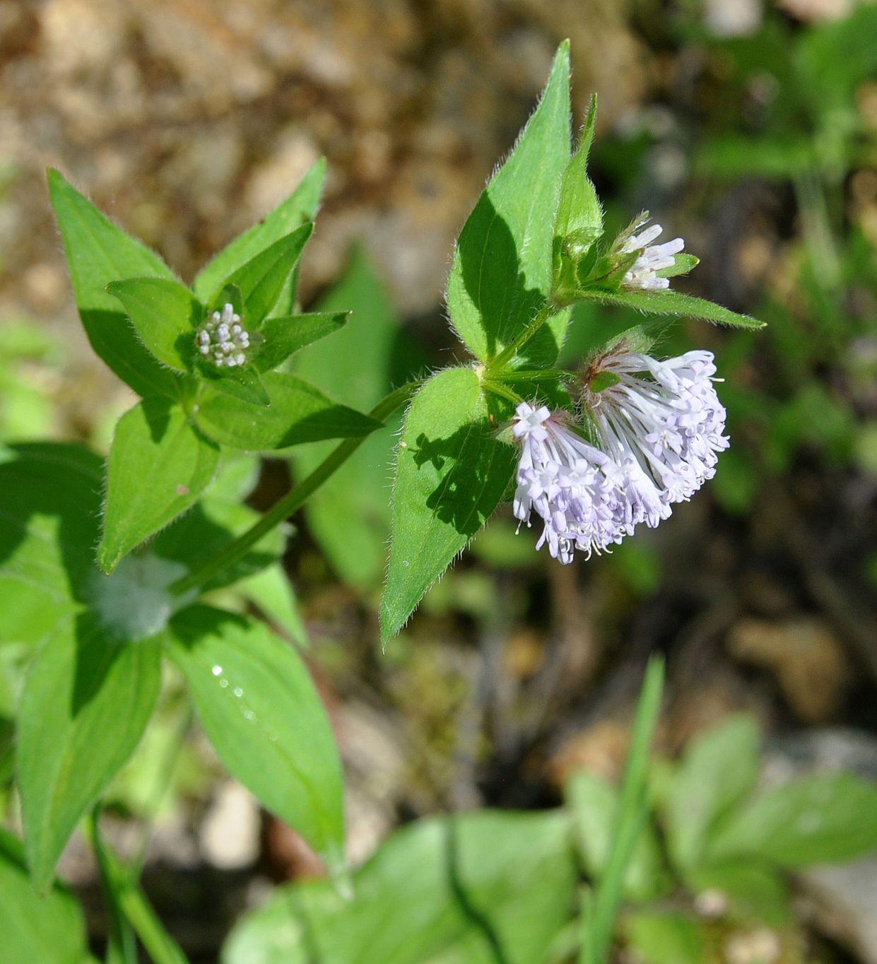 Image of Asperula caucasica specimen.