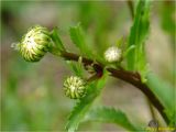 Leucanthemum vulgare. Верхушка растения с нераскрывшимися корзинками-соцветиями. Украина, Львовская обл., Сколевский р-н, национальный природный парк \"Сколевские Бескиды\", окр. с. Каменка, берег ручья. 19.05.2018.