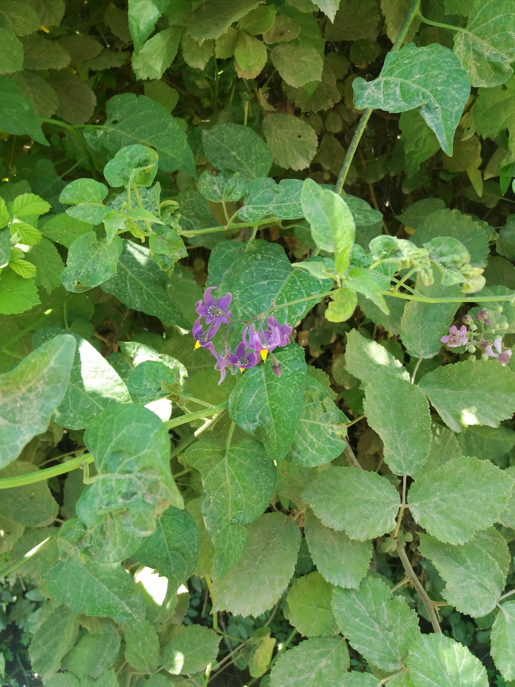 Image of Solanum persicum specimen.