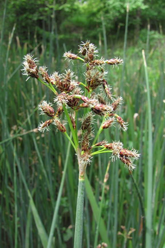 Image of Schoenoplectus tabernaemontani specimen.