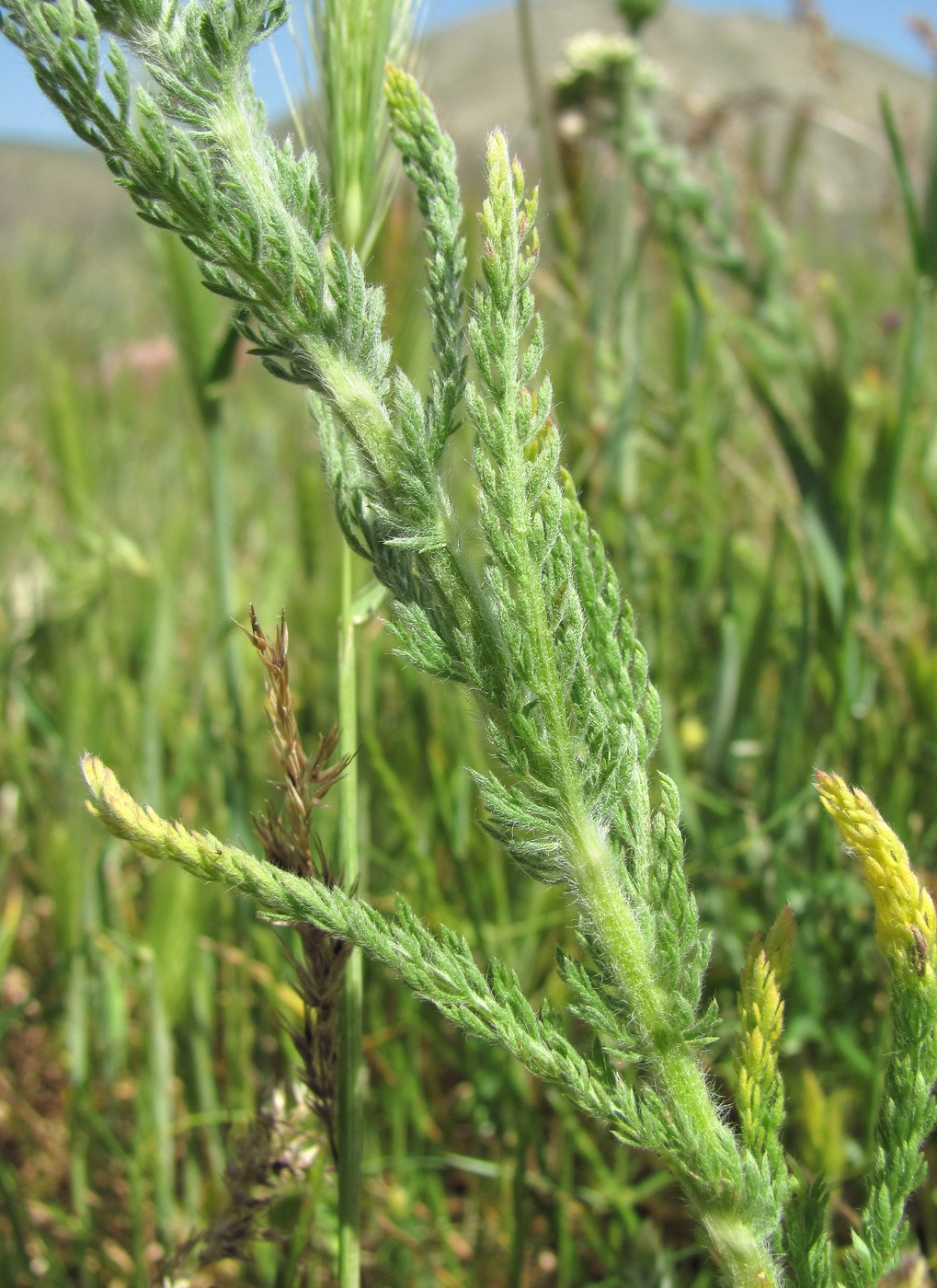 Image of Achillea arabica specimen.