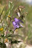 Campanula rapunculoides. Соцветие с бутонами и распустившимися цветками. Псковская обл., Псковский р-н, окр. погоста Выбуты, берег р. Великая, нижняя часть пологого известнякового склона. 26.06.2018.