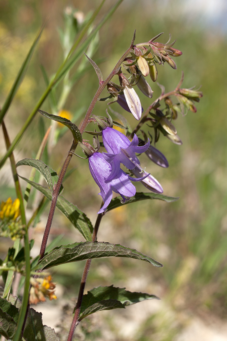 Image of Campanula rapunculoides specimen.