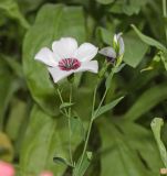 Linum grandiflorum