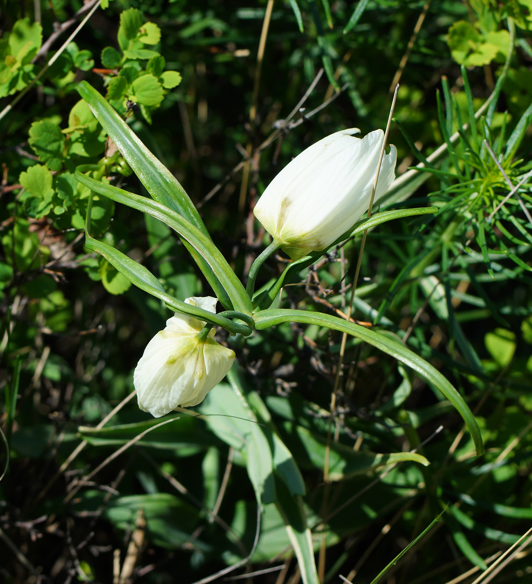 Изображение особи Fritillaria verticillata.