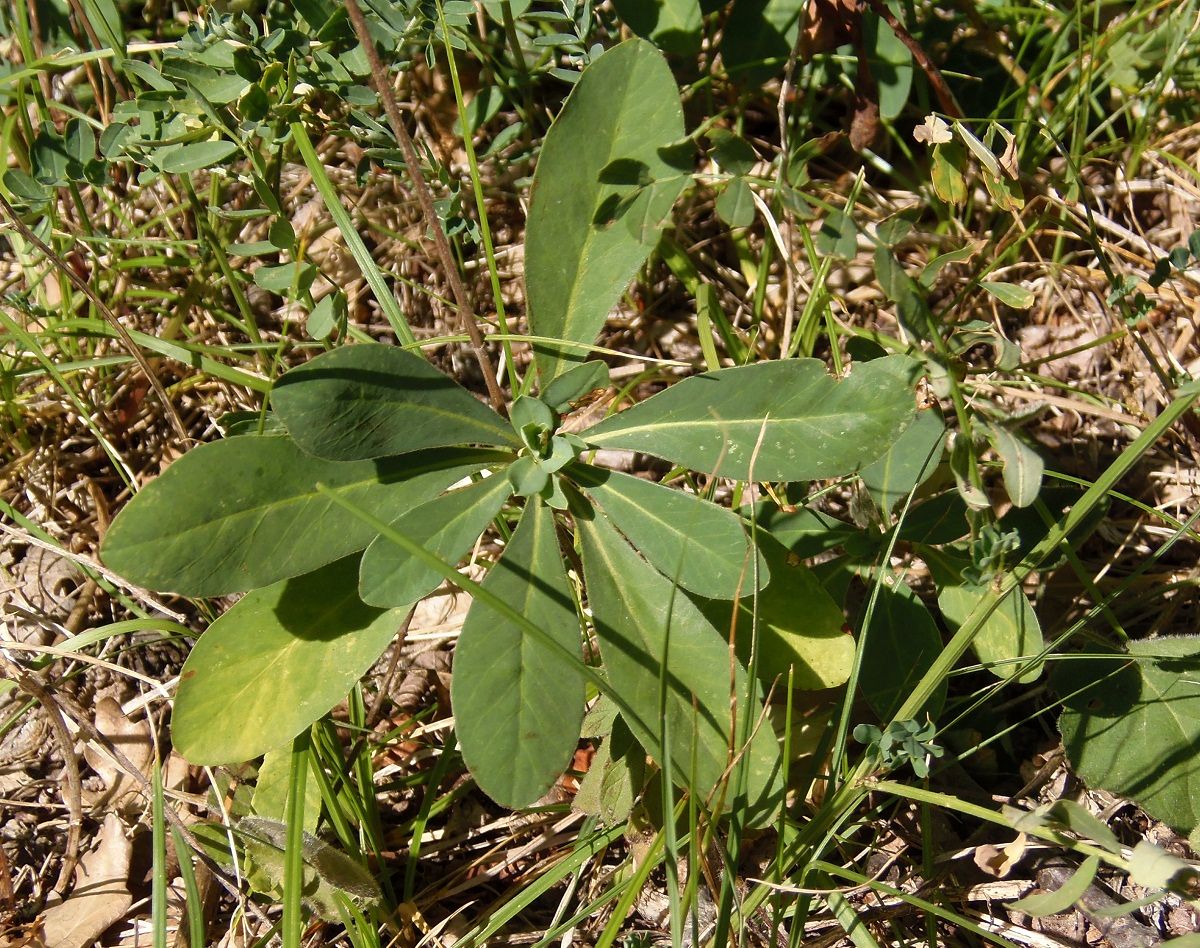 Image of Euphorbia amygdaloides specimen.