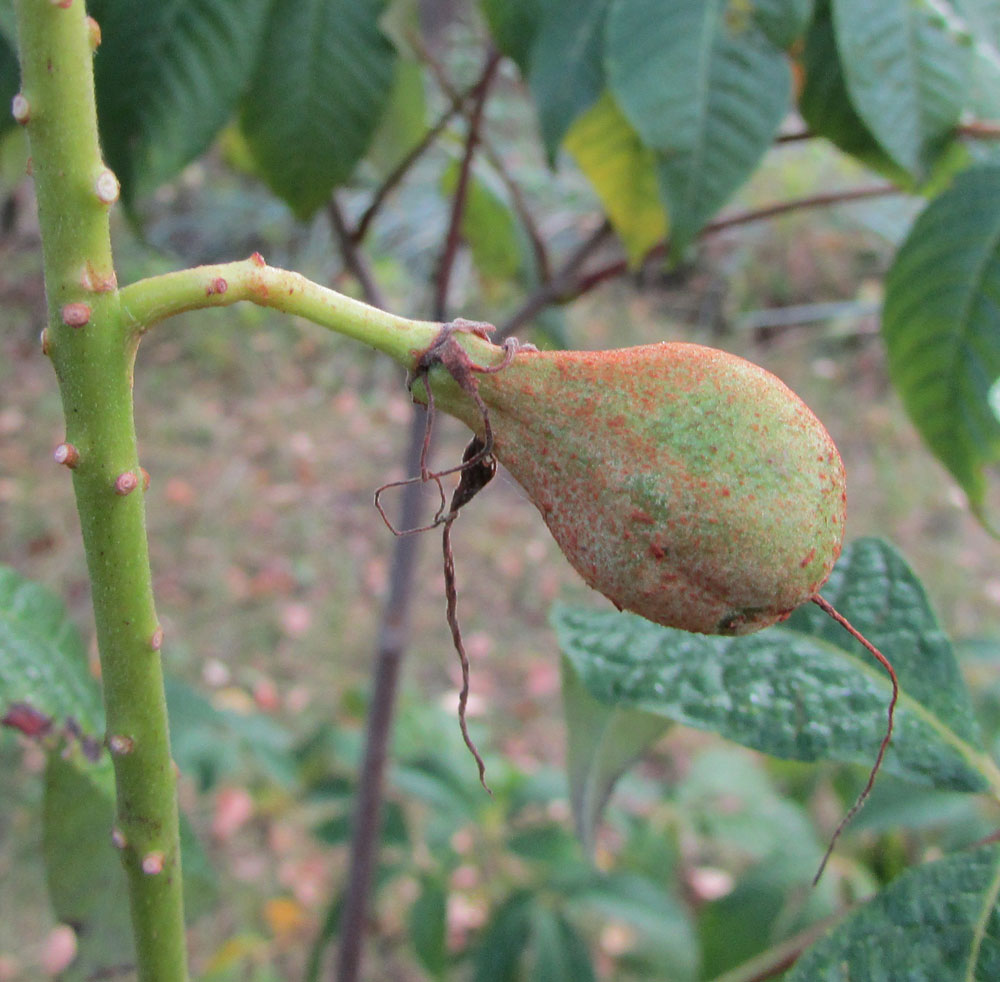 Изображение особи Aesculus parviflora.