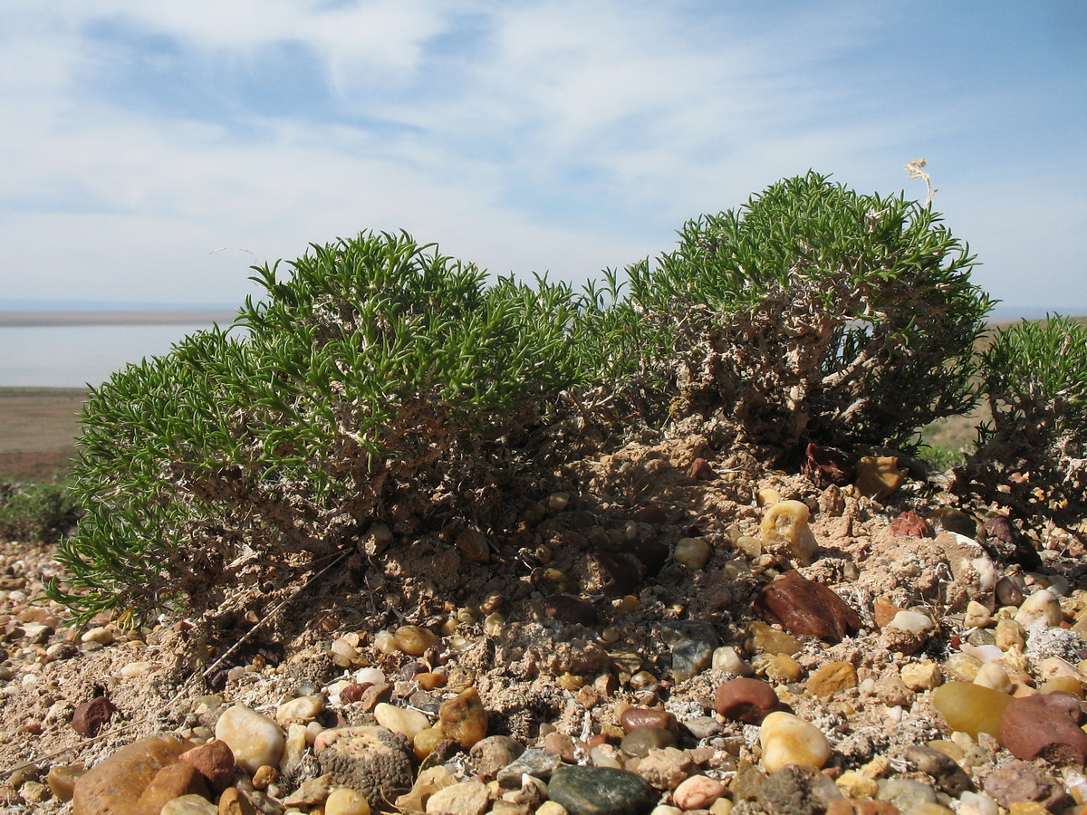 Image of Arthrophytum lehmannianum specimen.