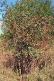 Rosa canina