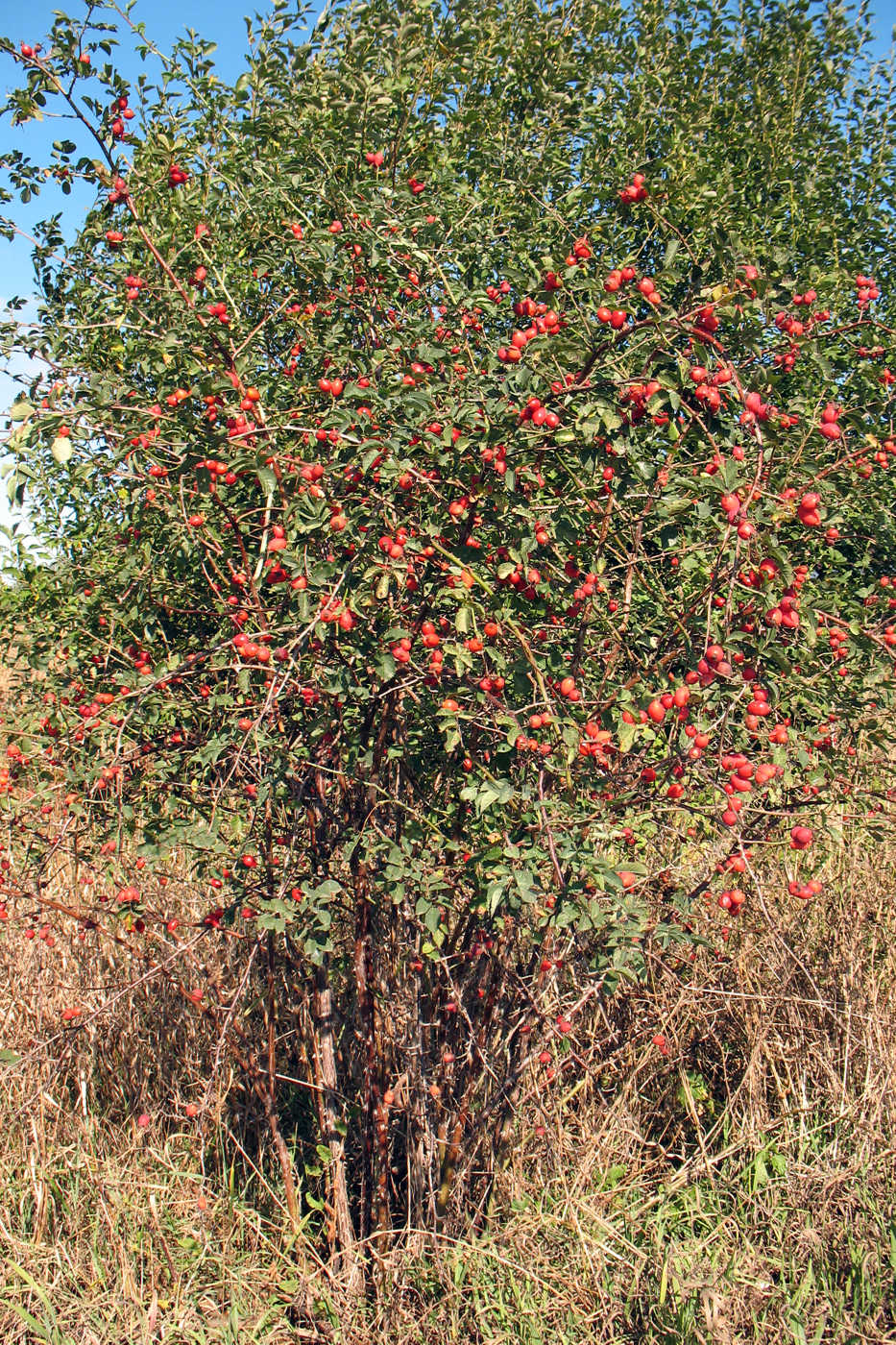 Image of Rosa canina specimen.