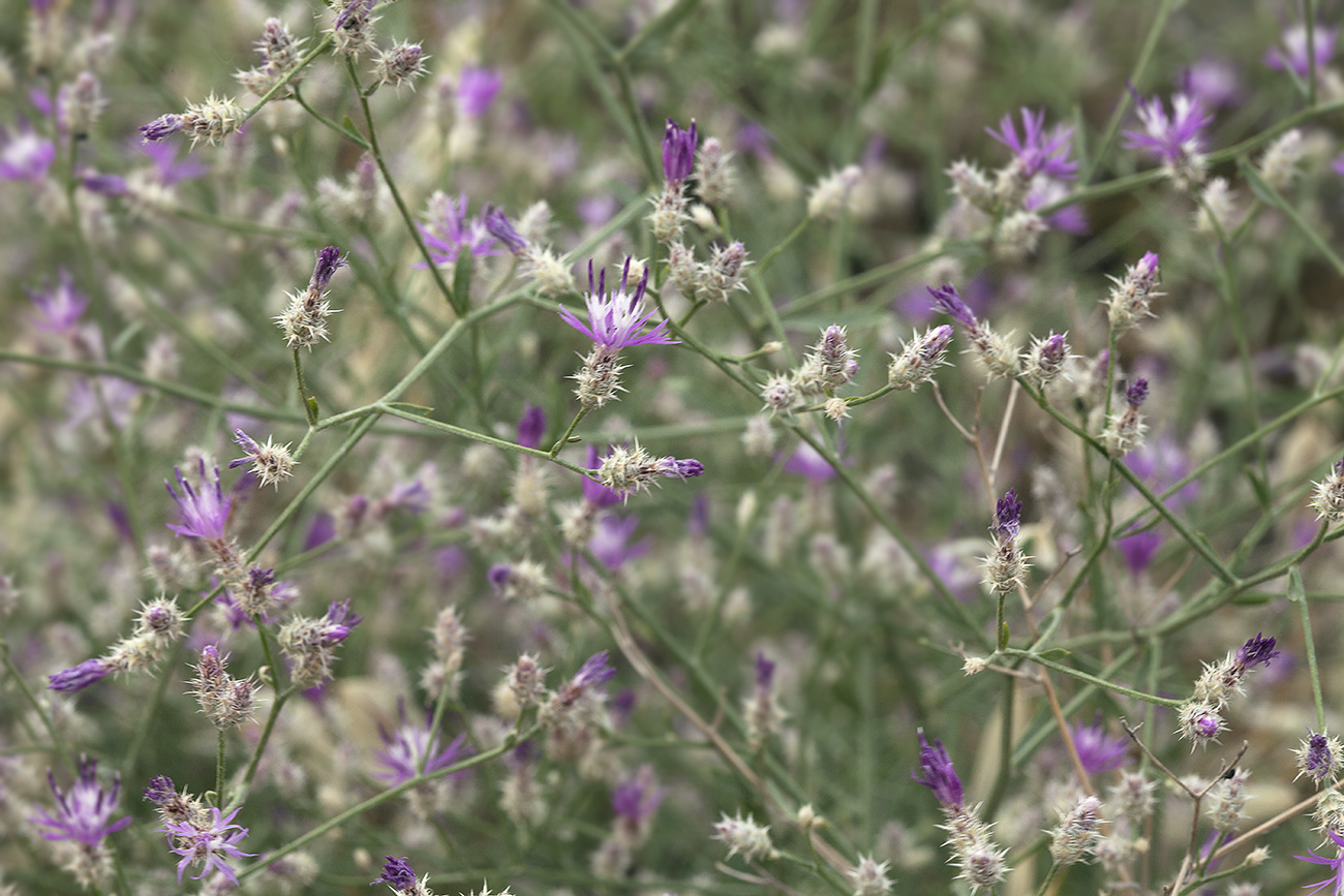 Изображение особи Centaurea pseudosquarrosa.