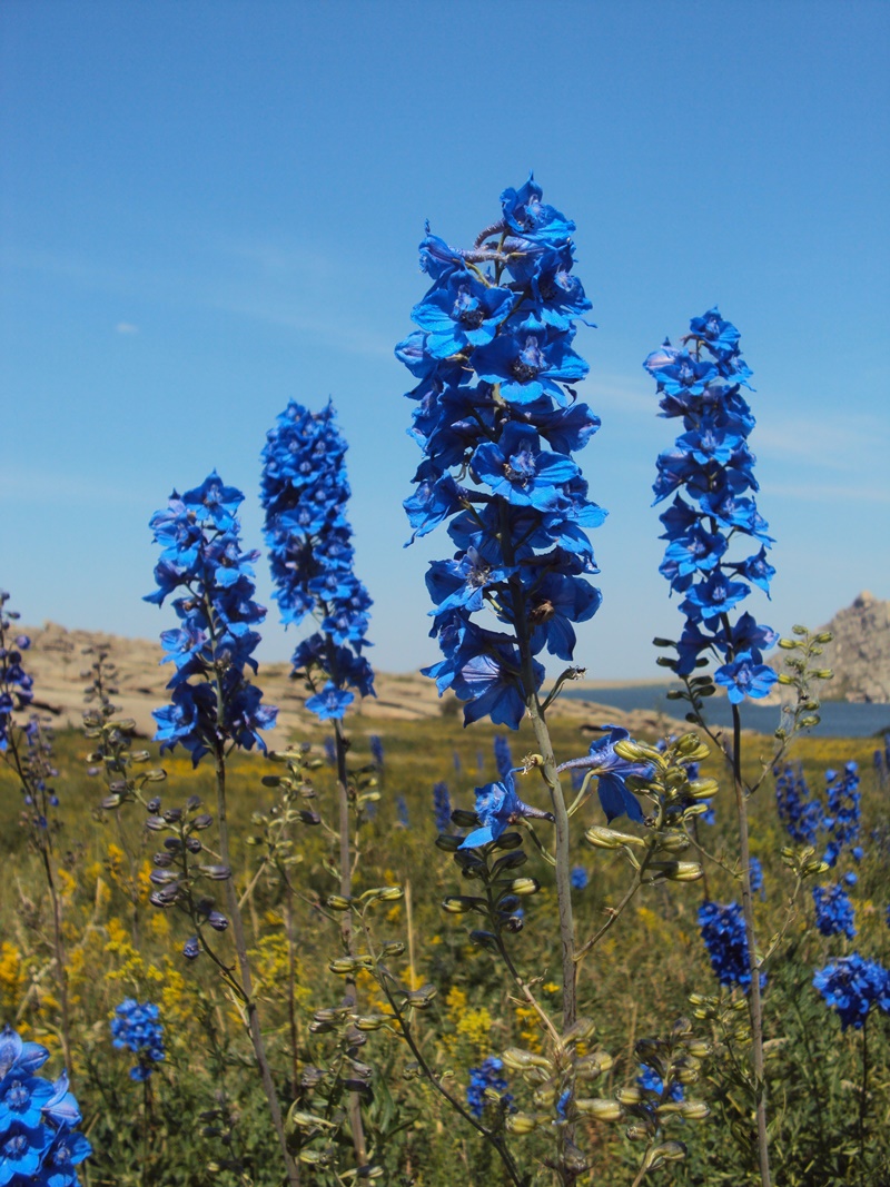 Image of Delphinium dictyocarpum specimen.