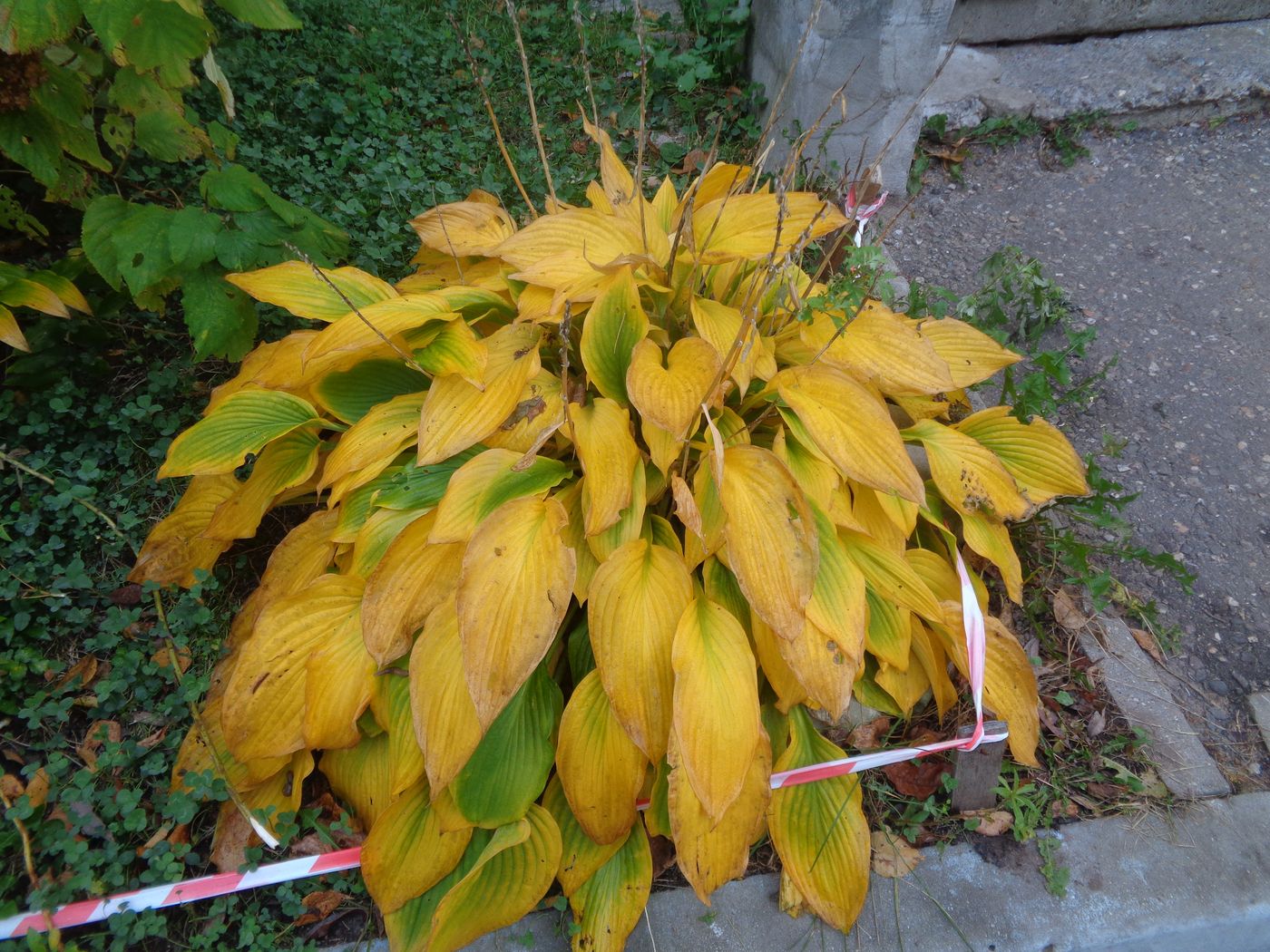 Image of Hosta albomarginata specimen.