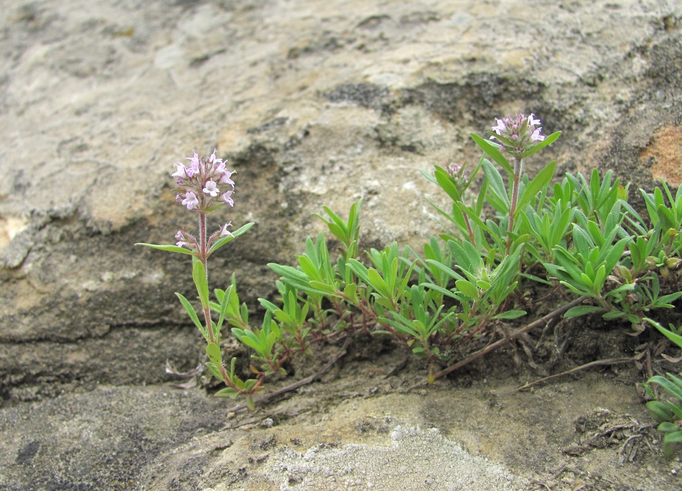 Изображение особи род Thymus.