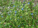 Commelina communis