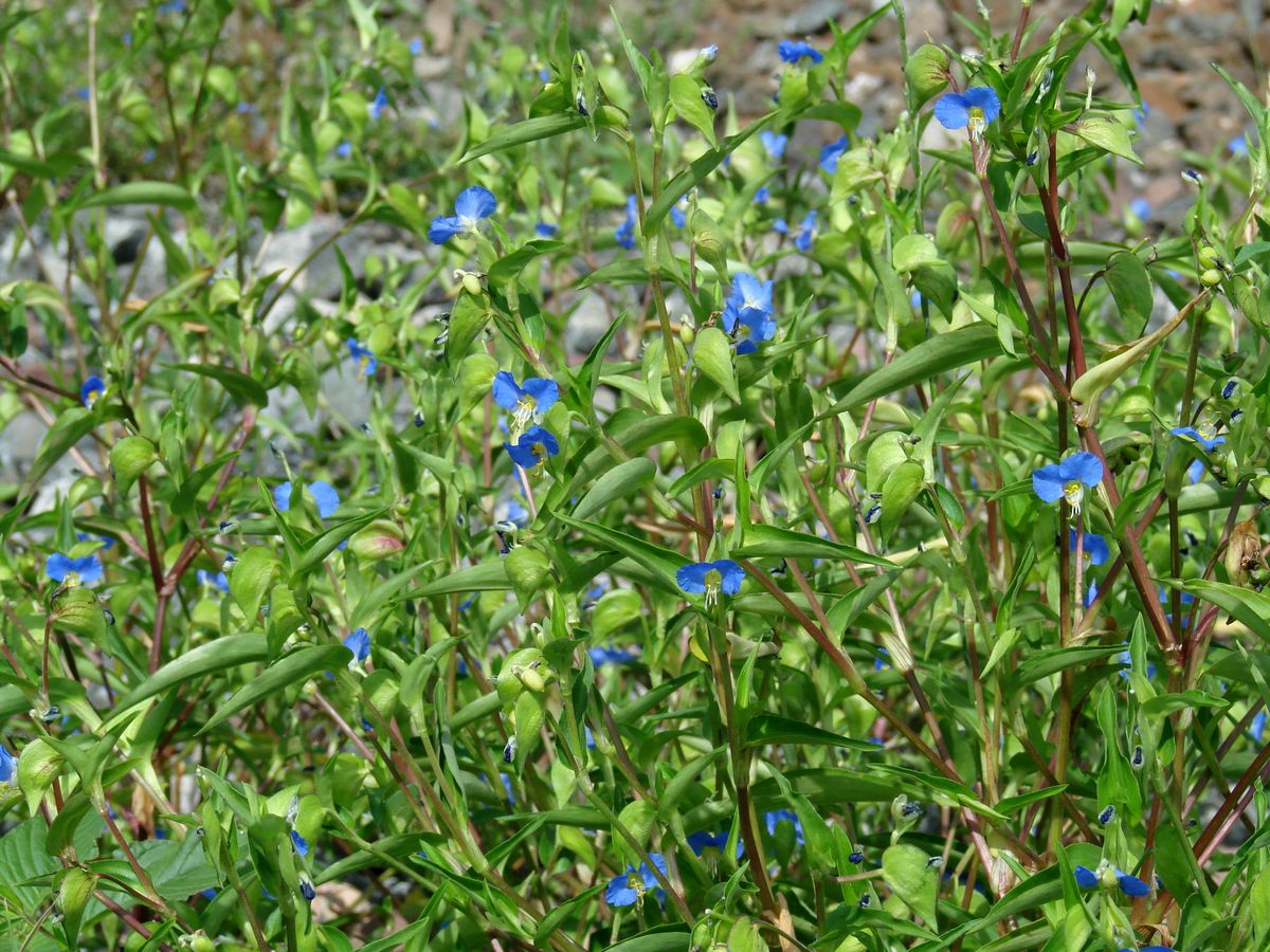 Изображение особи Commelina communis.