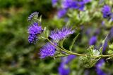 Caryopteris × clandonensis