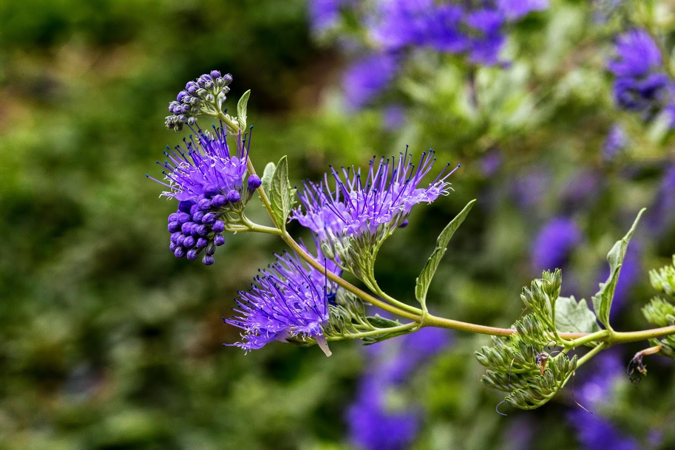 Изображение особи Caryopteris &times; clandonensis.