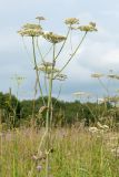 Angelica sylvestris