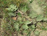 Salvia verbenaca