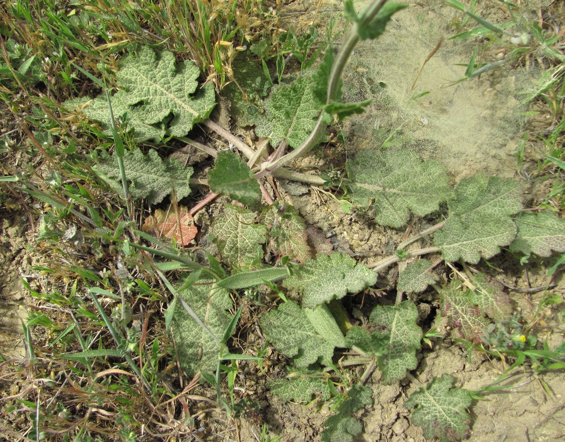 Изображение особи Salvia verbenaca.