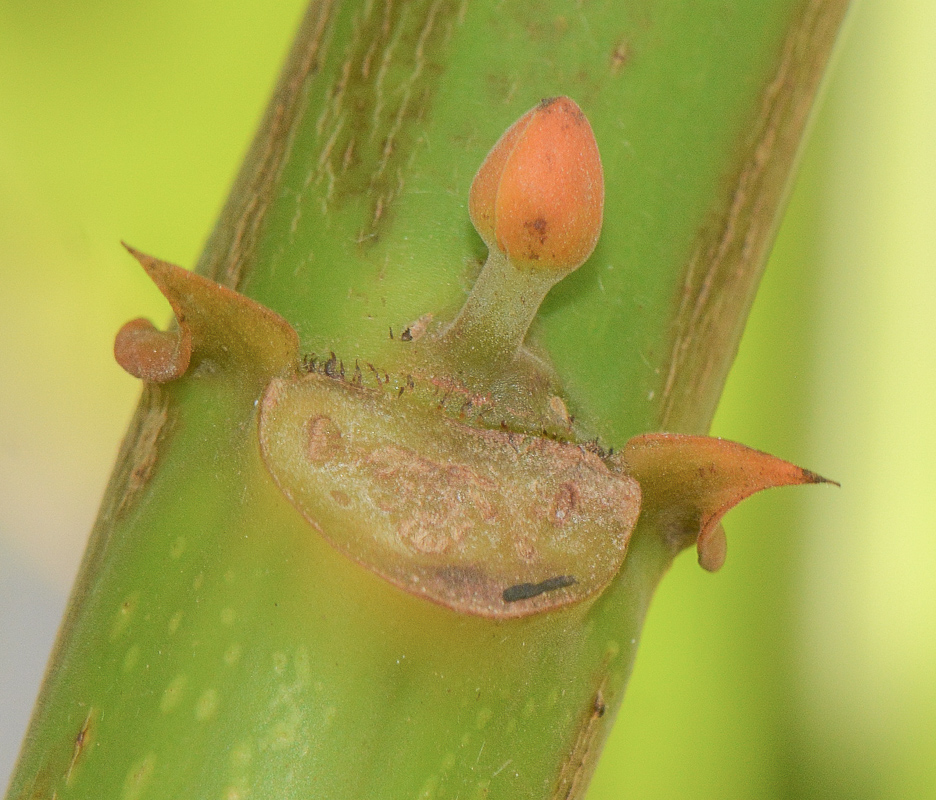 Image of Senna alata specimen.