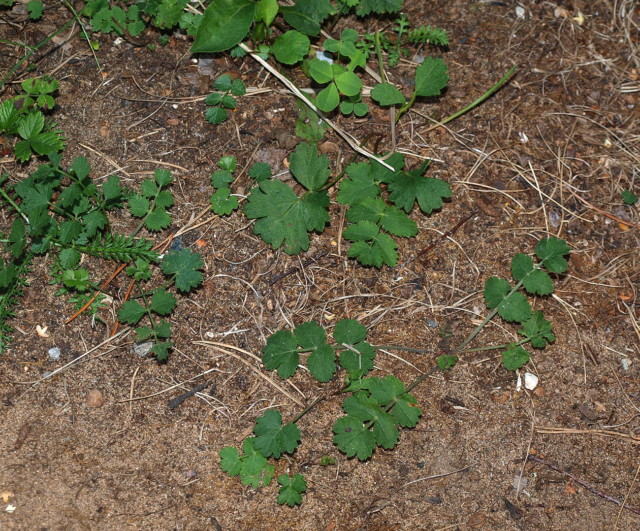 Image of Pimpinella saxifraga specimen.