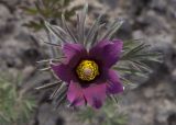 Pulsatilla vulgaris